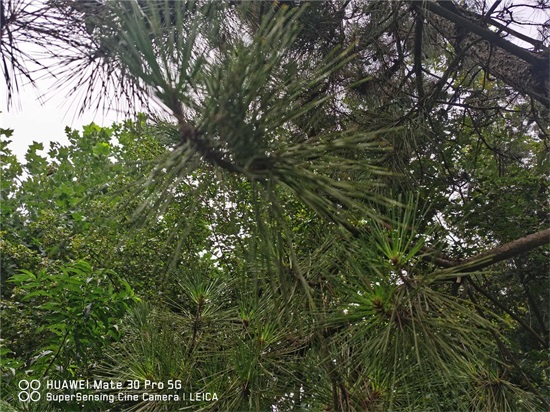 松树 松树