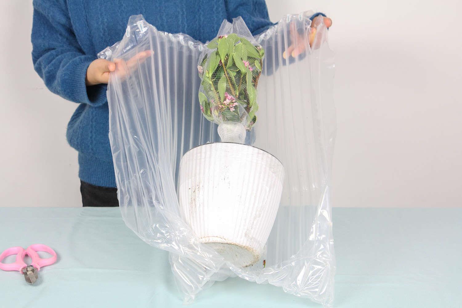 金边瑞香 金边瑞香