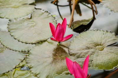 睡莲怎么种,可以全水养吗