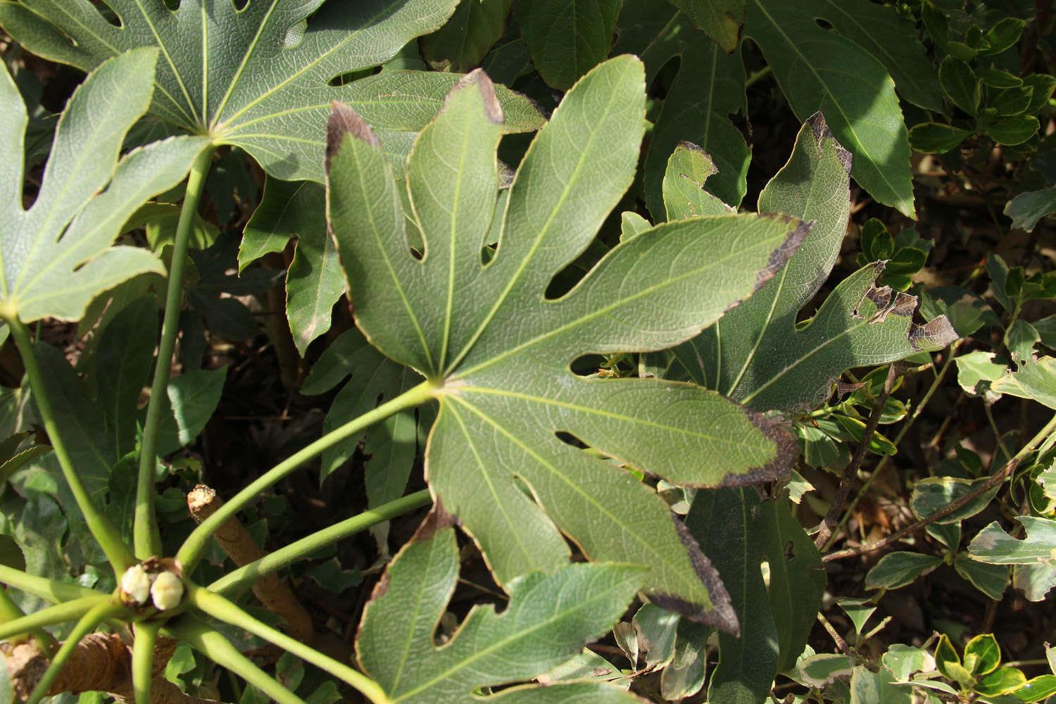 八角金盘 八角金盘