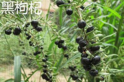 ​黑枸杞和黑天天的区别