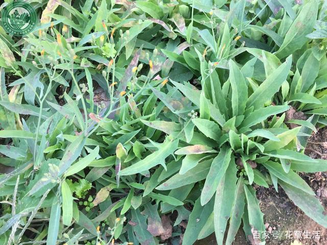 农村这种“野菜”,切记不要“连根拔”,只摘叶子吃就好