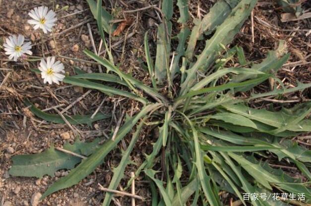 农村这种“野菜”,切记不要“连根拔”,只摘叶子吃就好