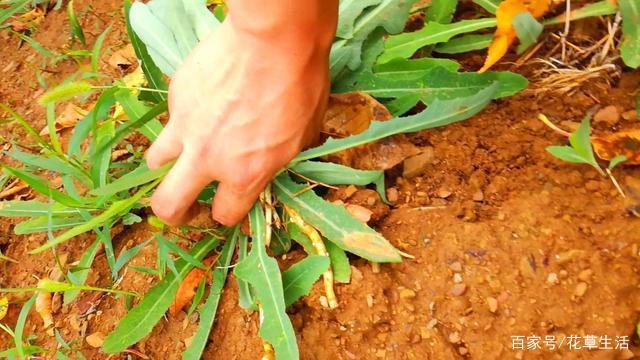 农村这种“野菜”,切记不要“连根拔”,只摘叶子吃就好