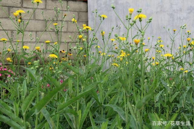 农村这种“野菜”,切记不要“连根拔”,只摘叶子吃就好