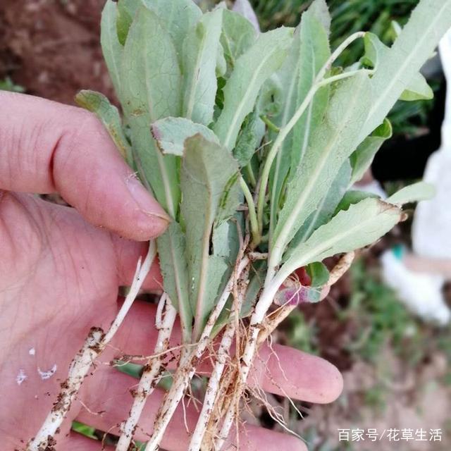农村这种“野菜”,切记不要“连根拔”,只摘叶子吃就好