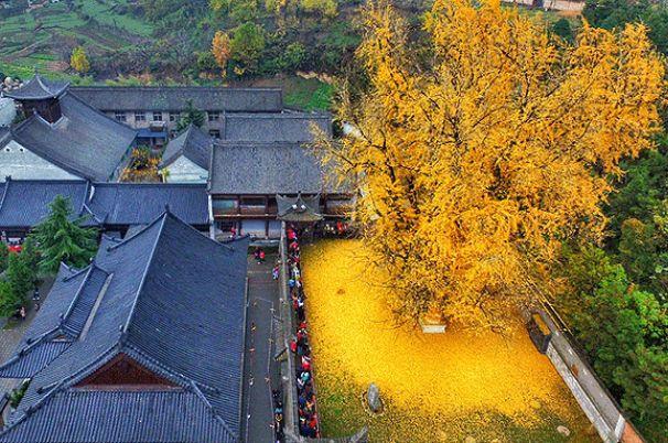 李世民栽了棵银杏树,一年惊艳一次,距今美了1400年!