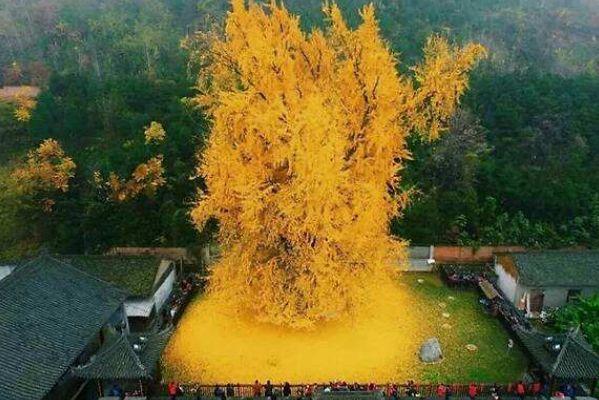 李世民栽了棵银杏树,一年惊艳一次,距今美了1400年!