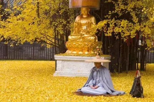 李世民栽了棵银杏树,一年惊艳一次,距今美了1400年!