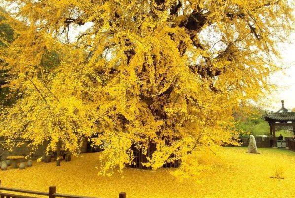 李世民栽了棵银杏树,一年惊艳一次,距今美了1400年!