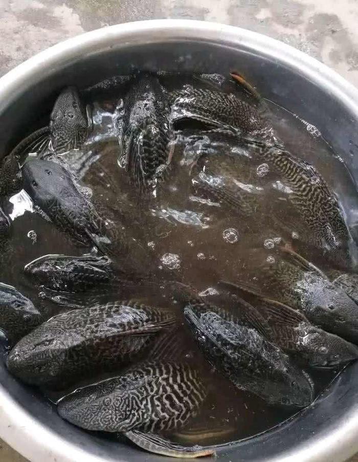 清道夫被研究出完美吃法,色香味俱全,你敢吃吗?