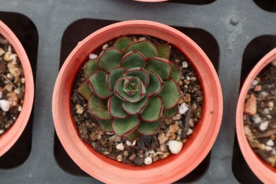 多肉施肥方法,用什么肥好