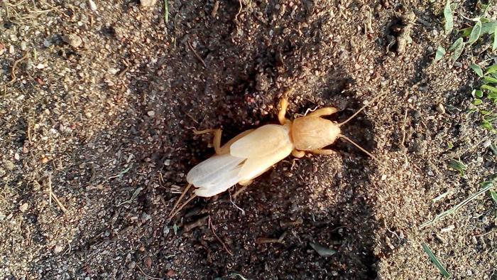 俗称：“土狗”，一直以来作为害虫存在，现在却百元1斤不愁卖