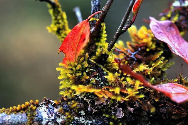 四川平武虎牙深秋徒步路线推荐