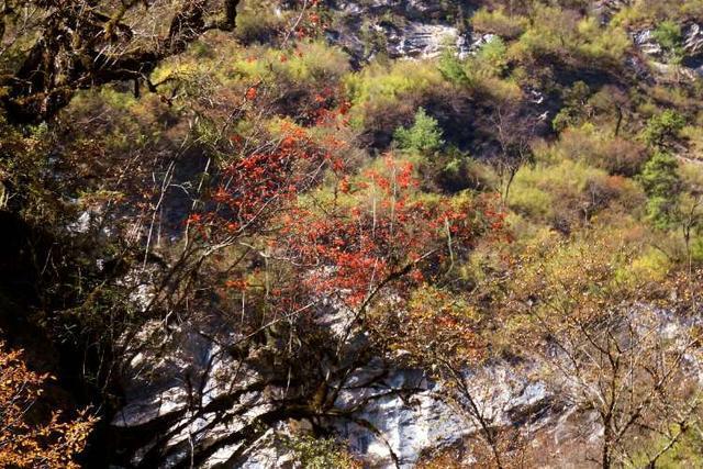 四川平武虎牙深秋徒步路线推荐