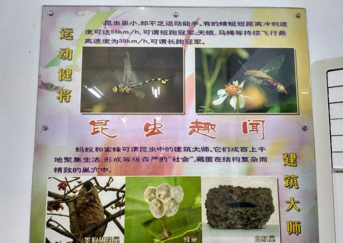 “日长篱落无人过,惟有蜻蜓蛱蝶飞”,你可知蜻蜓飞行本领有多强