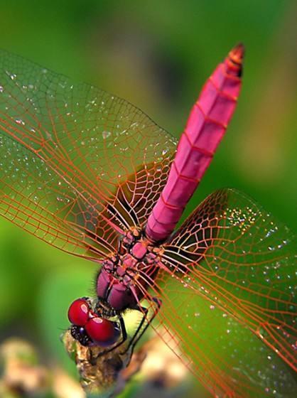 “日长篱落无人过,惟有蜻蜓蛱蝶飞”,你可知蜻蜓飞行本领有多强
