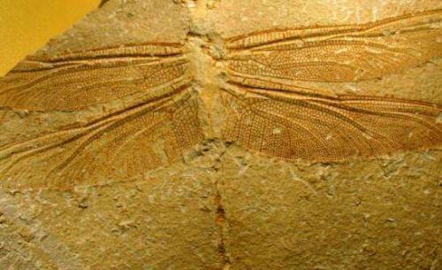 “日长篱落无人过,惟有蜻蜓蛱蝶飞”,你可知蜻蜓飞行本领有多强