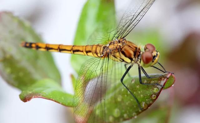 “日长篱落无人过,惟有蜻蜓蛱蝶飞”,你可知蜻蜓飞行本领有多强