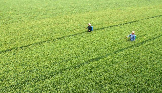 “日长篱落无人过,惟有蜻蜓蛱蝶飞”,你可知蜻蜓飞行本领有多强