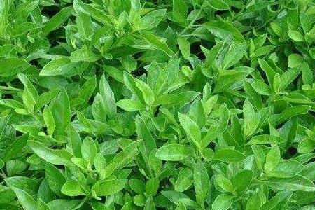 平卧菊三七 平卧菊三七