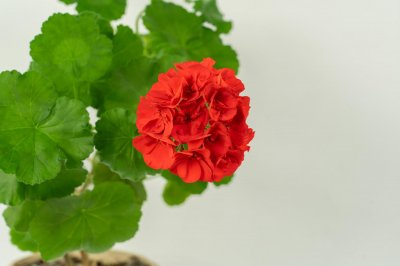 三角梅水扦插方法图解,泡水中几天就能生根!