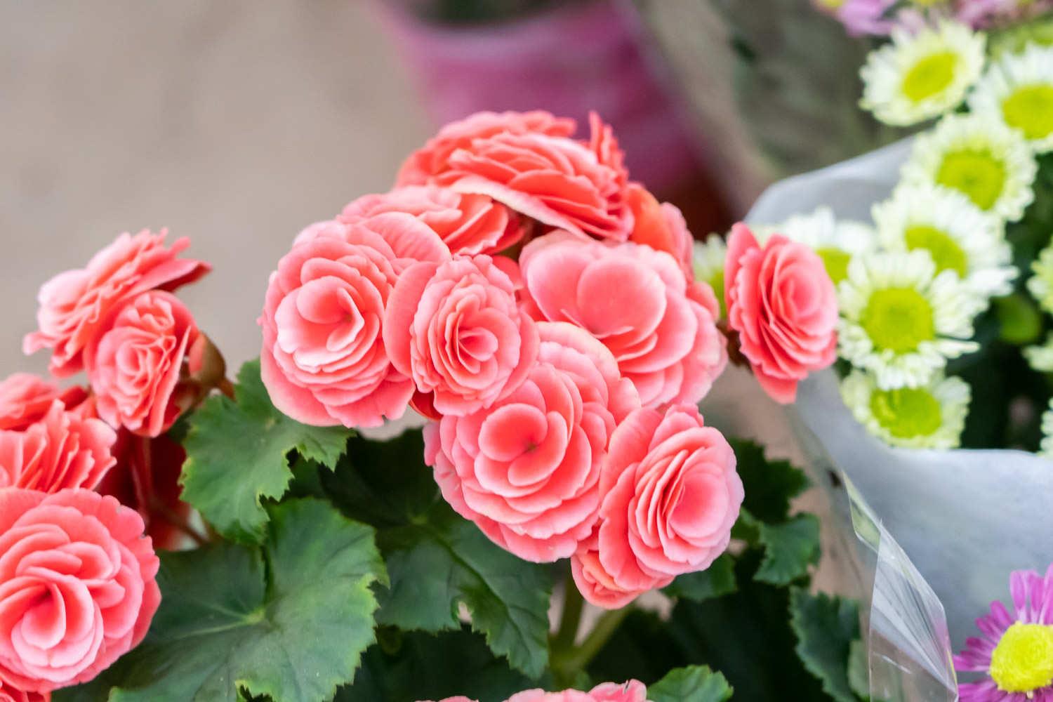 丽格海棠 丽格海棠