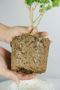 茉莉如何修剪成树形