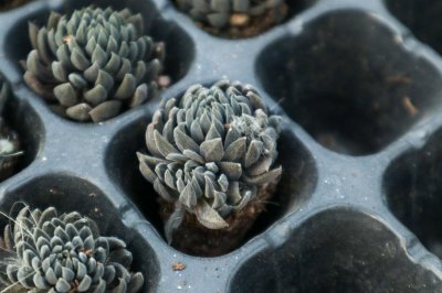 多肉怎么控养出状态