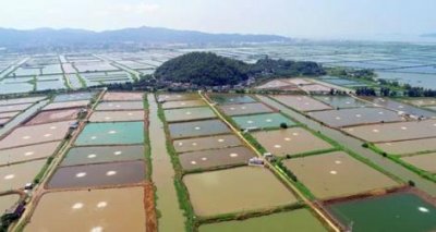 金湾黄立鱼 | 这样吃,连黄立鱼都给你点赞!