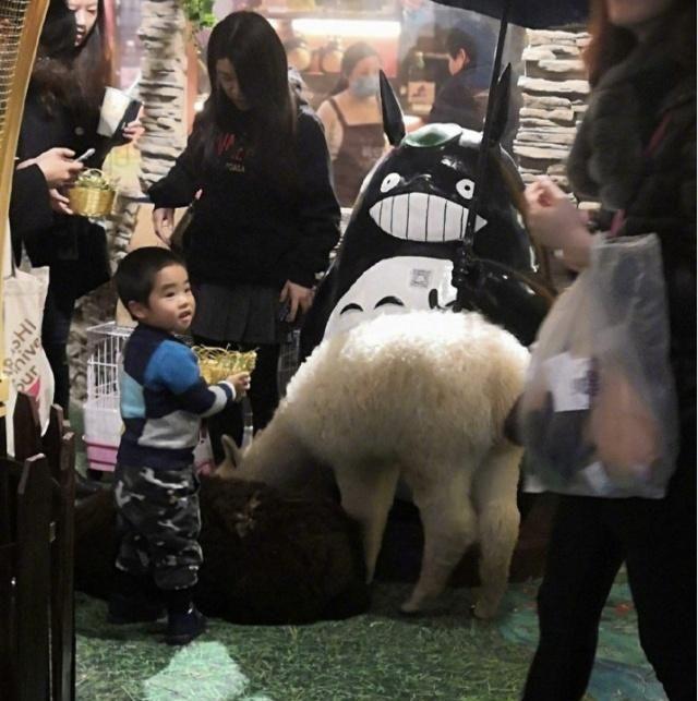 思路新奇，手段风骚，王思聪居然送他女朋友一只羊驼？你羡慕吗