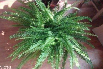 ​什么是飞天蜈蚣呢 飞天蜈蚣有什么价值呢