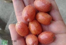 羊奶果是热性还是凉性？羊奶果的功效与作用