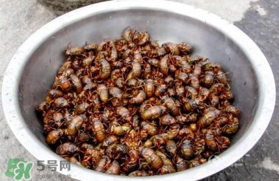 ​知了猴孕妇可以吃吗？孕妇能吃知了猴吗？