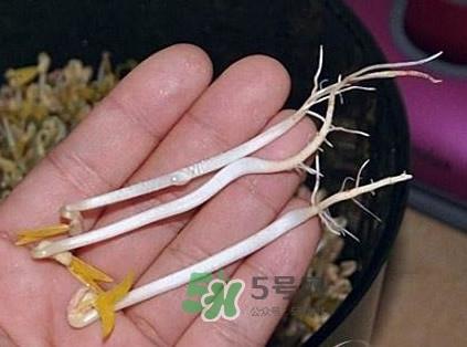 豆芽是发物吗?豆芽能见阳光吗 豆芽是发物吗?豆芽能见阳光吗