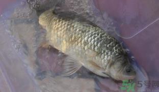 野生鲫鱼和养殖鲫鱼的区别 野生鲫鱼和养殖鲫鱼的营养价值