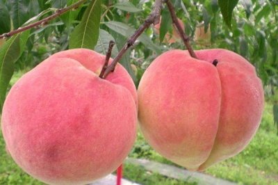 ​桃子一次性适合吃多少 桃子肉变褐色还能吃吗