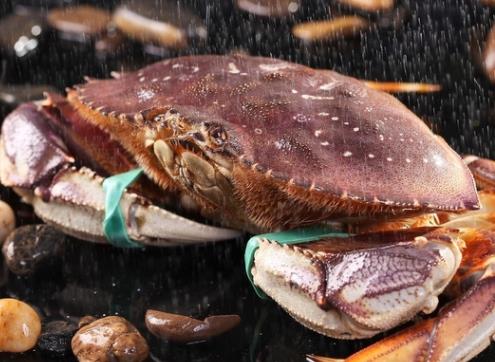 太子蟹多少钱一斤？太子蟹多少钱一只？