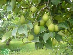 香梨的皮能吃吗？香梨皮的好处