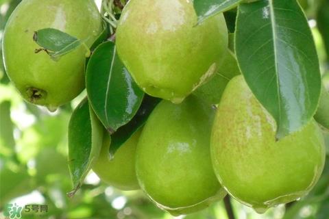 香梨的皮能吃吗？香梨皮的好处