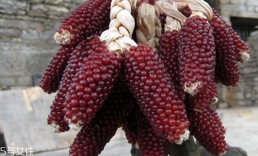 草莓玉米怎么吃?观赏和食用双重价值 草莓玉米怎么吃?观赏和食用双重价值