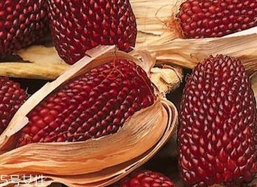 草莓玉米怎么吃?观赏和食用双重价值 草莓玉米怎么吃?观赏和食用双重价值