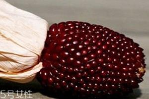 草莓玉米怎么吃?观赏和食用双重价值 草莓玉米怎么吃?观赏和食用双重价值