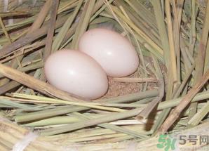 鸽子蛋怎么煮不会破裂？鸽子蛋怎么煮不会破？
