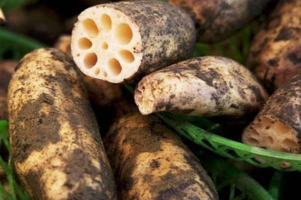 新藕可以炖汤吗 新藕炖汤好喝吗 新藕可以炖汤吗 新藕炖汤好喝吗