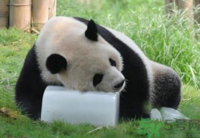 ​中暑可以吃水果吗？中暑吃什么水果好？
