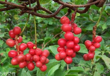 五味子可以泡水喝吗 泡水方法