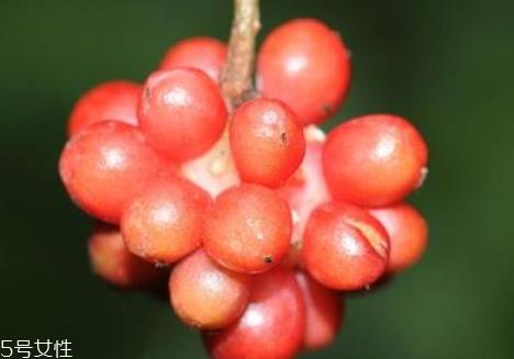五味子可以泡水喝吗 泡水方法