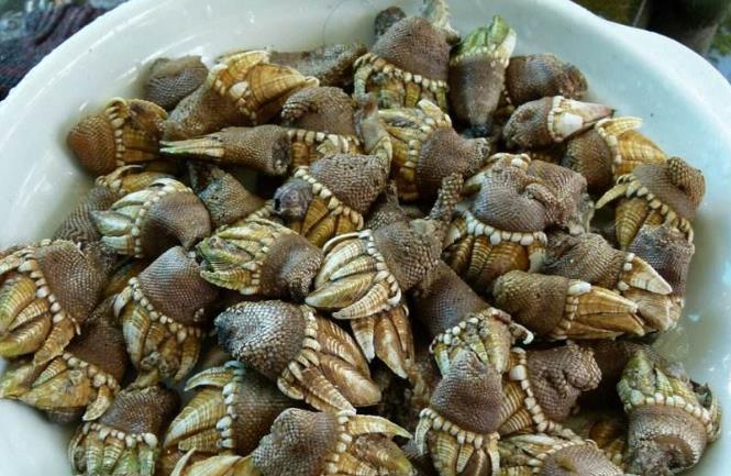 鹅颈藤壶多少钱一斤 鹅颈藤壶为什么叫来自地狱 鹅颈藤壶多少钱一斤 鹅颈藤壶为什么叫来自地狱