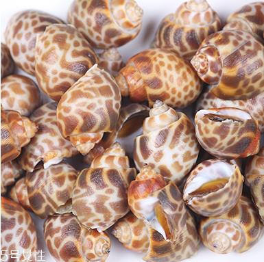 海螺能活几天？海螺无水可以活几天？